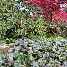 Image result for Ajuga reptans