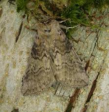 Attēlu rezultāti vaicājumam “Tethea or”