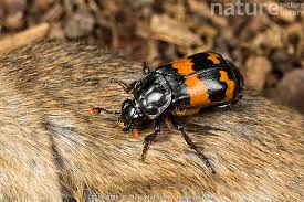 Attēlu rezultāti vaicājumam “Nicrophorus investigator”