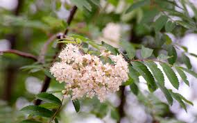 Attēlu rezultāti vaicājumam “Sorbus aucuparia flower”