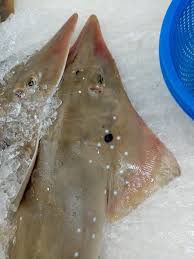 Image result for Rhynchobatus australiae