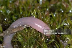 Attēlu rezultāti vaicājumam “Lumbricidae”