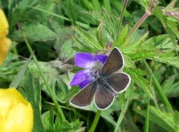 Attēlu rezultāti vaicājumam “Eumedonia eumedon underside”