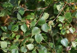 Attēlu rezultāti vaicājumam “Betula pubescens leaf”