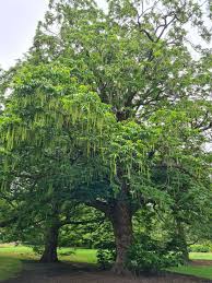 Attēlu rezultāti vaicājumam “Pterocarya fraxinifolia”