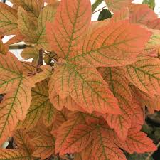 Attēlu rezultāti vaicājumam “Acer pseudoplatanus”