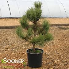 Attēlu rezultāti vaicājumam “Pinus ponderosa”