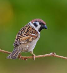 Image result for Passer montanus