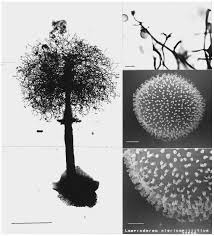 Attēlu rezultāti vaicājumam “Stemonitopsis amoena stalked”