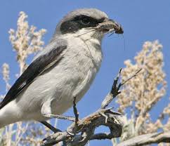 Attēlu rezultāti vaicājumam “Laniidae”