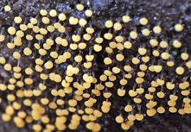 Attēlu rezultāti vaicājumam “Badhamia bethelii”