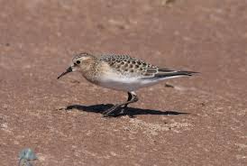 Image result for Calidris bairdii