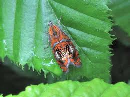 Attēlu rezultāti vaicājumam “Olethreutes arcuella”