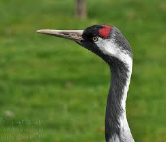 Attēlu rezultāti vaicājumam “Grus grus”
