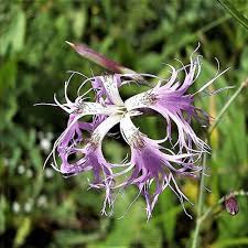 Image result for Dianthus superbus