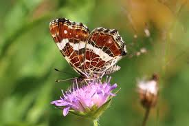 Attēlu rezultāti vaicājumam “Araschnia levana upperside”