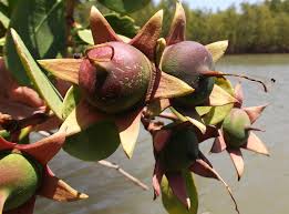 Attēlu rezultāti vaicājumam “Rhynchospora alba fruit”
