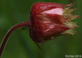 Attēlu rezultāti vaicājumam “Geum rivale bud”