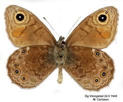 Attēlu rezultāti vaicājumam “Lasiommata petropolitana upperside”