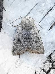 Attēlu rezultāti vaicājumam “Orthosia incerta”