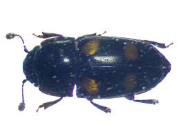 Attēlu rezultāti vaicājumam “Glischrochilus hortensis”