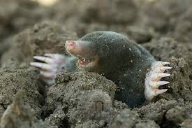 Attēlu rezultāti vaicājumam “Talpa europaea”