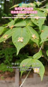 Attēlu rezultāti vaicājumam “Euonymus verrucosus leaf”