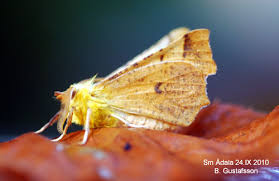 Attēlu rezultāti vaicājumam “Ennomos alniaria”