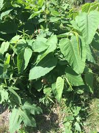 Attēlu rezultāti vaicājumam “Reynoutria sachalinensis leaf”
