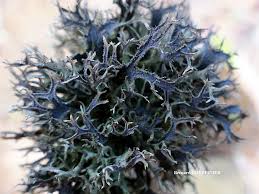 Attēlu rezultāti vaicājumam “Pseudevernia furfuracea”