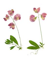 Attēlu rezultāti vaicājumam “Lathyrus tuberosus flower”