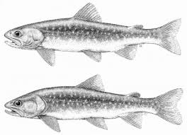 Image result for Salvelinus confluentus