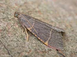 Attēlu rezultāti vaicājumam “Hypsopygia glaucinalis”