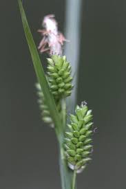 Attēlu rezultāti vaicājumam “Carex pallescens”
