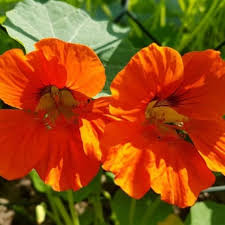 Image result for Tropaeolum majus