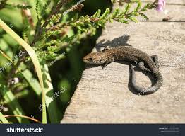 Attēlu rezultāti vaicājumam “Lacerta vivipara juvenile”