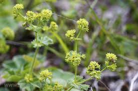 Attēlu rezultāti vaicājumam “Alchemilla vulgaris aggr. leaf”