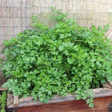 Image result for Petersilie