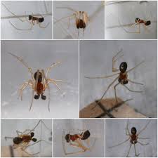 Attēlu rezultāti vaicājumam “Neottiura bimaculata”