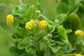 Attēlu rezultāti vaicājumam “Medicago lupulina”