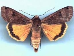 Attēlu rezultāti vaicājumam “Noctua pronuba”