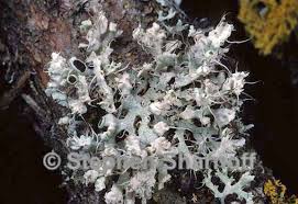 Attēlu rezultāti vaicājumam “Physcia adscendens”