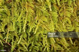 Attēlu rezultāti vaicājumam “Hypnum”