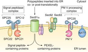 Attēlu rezultāti vaicājumam “Dianema depressum plasmodium”