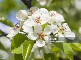 Attēlu rezultāti vaicājumam “Pyrus communis flower”