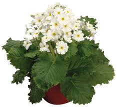 Attēlu rezultāti vaicājumam “Primula x margotae flower”