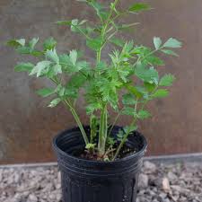 Attēlu rezultāti vaicājumam “Levisticum officinale flower”