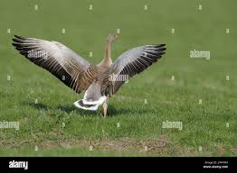 Attēlu rezultāti vaicājumam “Anser anser adult”