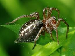 Attēlu rezultāti vaicājumam “Agelena labyrinthica”