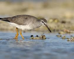 Image result for Tringa brevipes